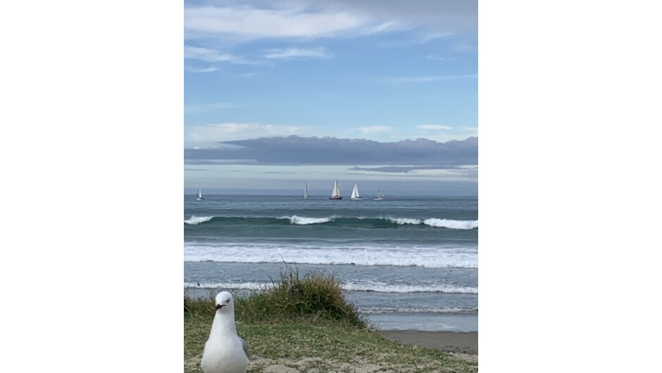 Whangamata Beach