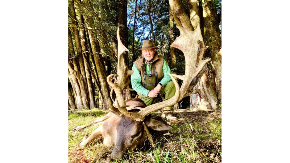 Exceptional black Fallow Buck harvested on our Fiordland hunting estate