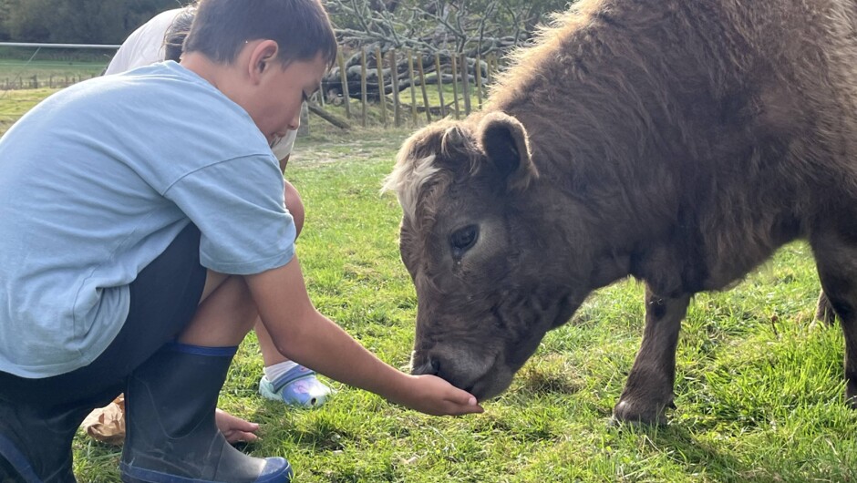 Feeding Little Moo