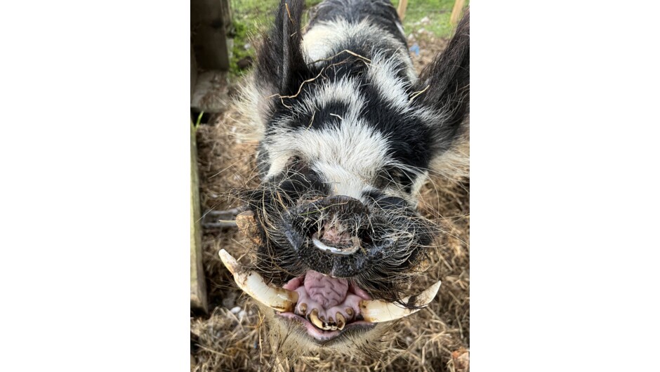 One of our 4 pigs, this is Worf a Kunekune Pig