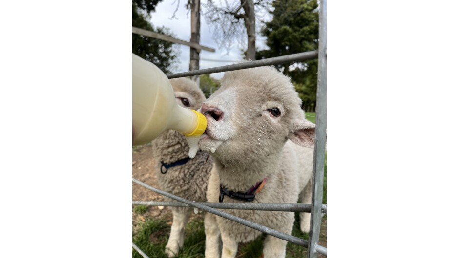 Bottle feeding lambs in Spring