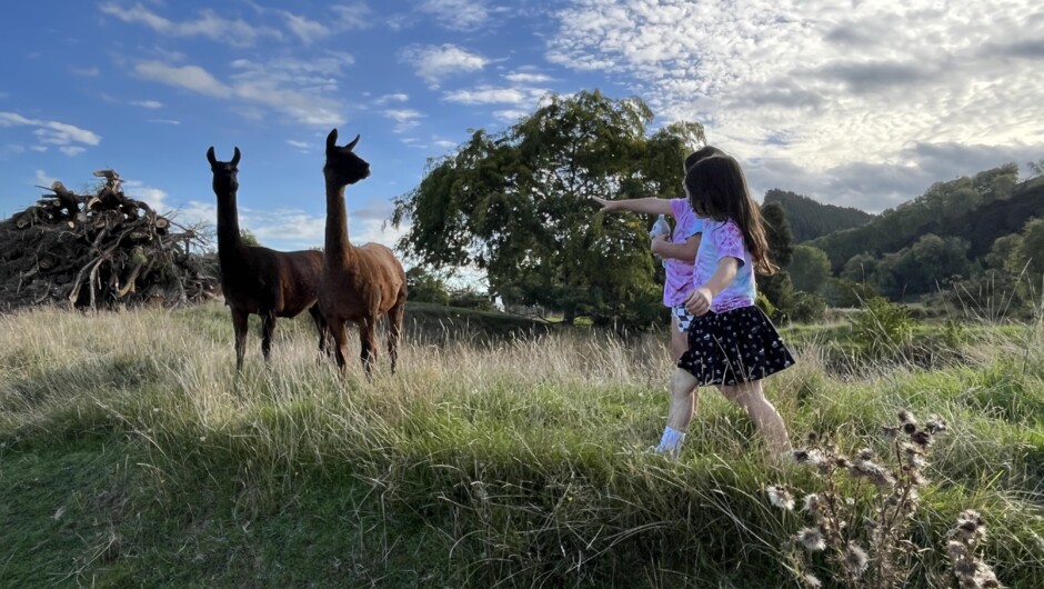 Meeting our long necked friends, the alpacas and llamas