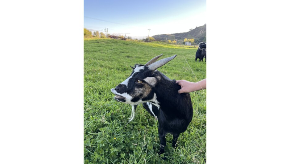 Shadow, one of our many goats!
