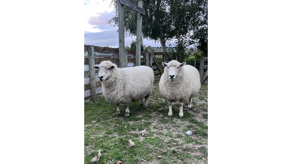 Some our members of the sheep flock