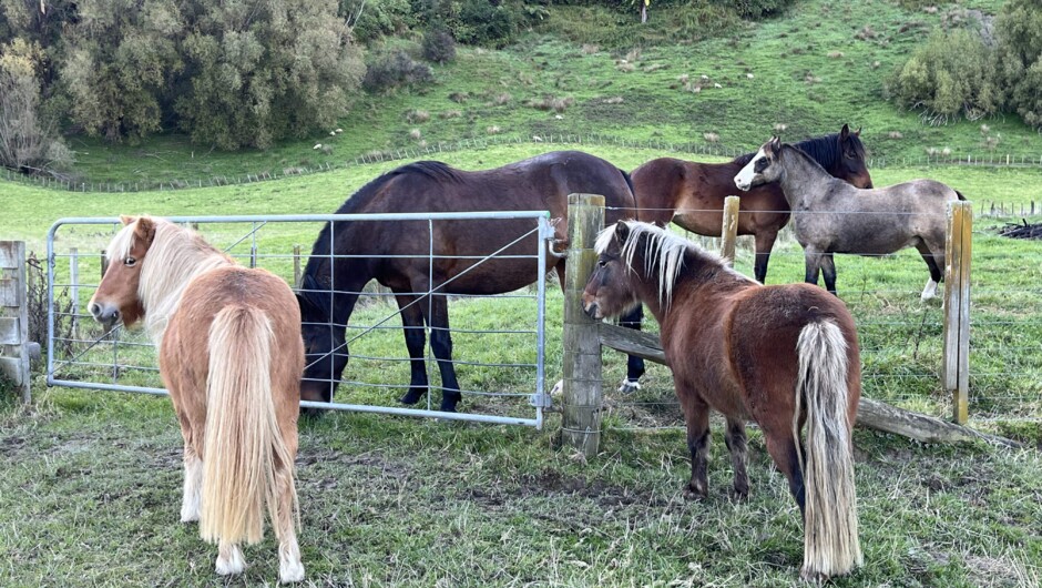 The pony crew