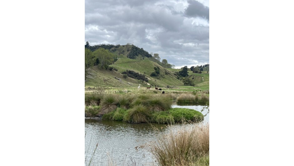 Outlook over the pony to the alpaca paddock