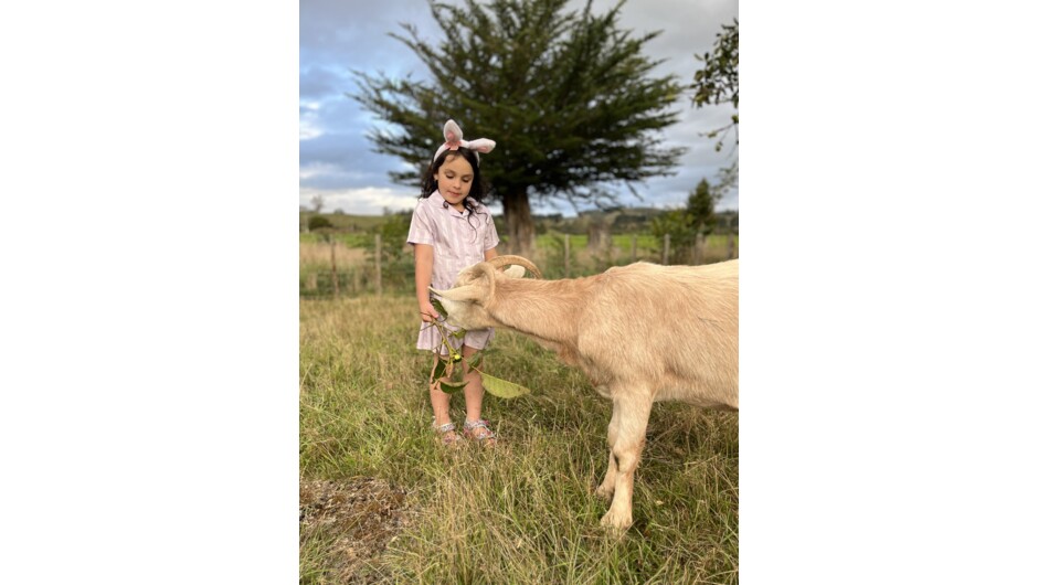 Goats love to eat leaves