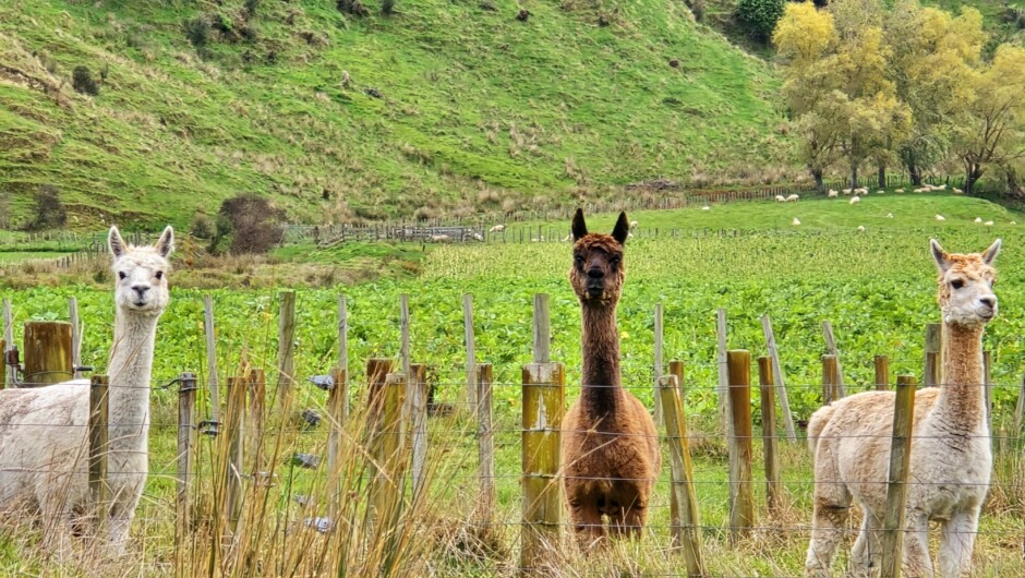 Some of our furry farm park friends