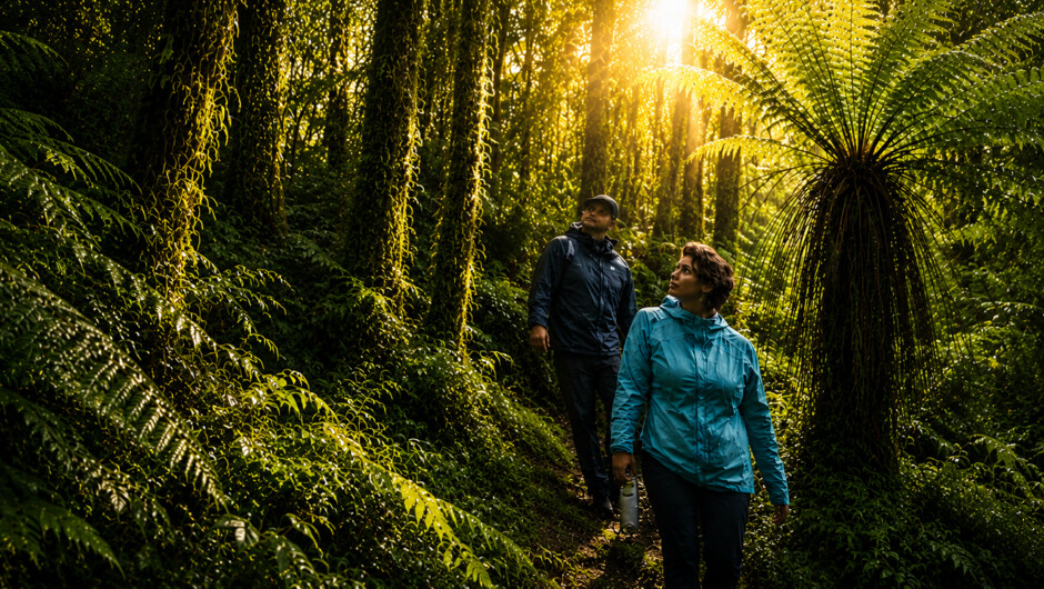 Pureora Forest Short Walking Experiences