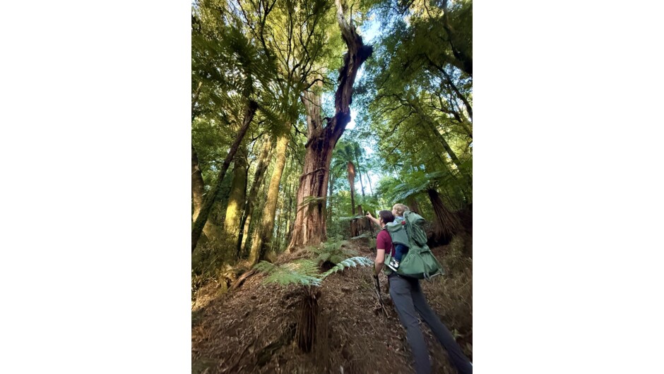 Pureora Forest Short Walking Experiences
