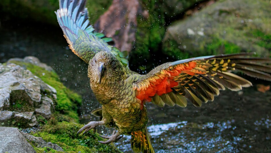 Kea at Staglands