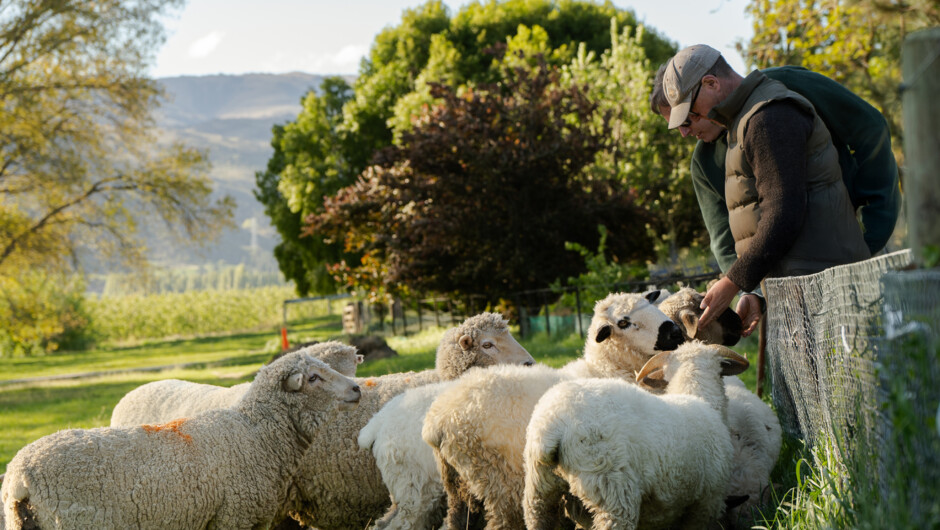 Hand feed our Valais Sheep