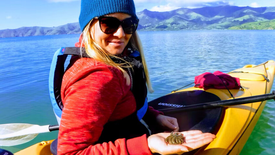 Guided sea kayaking in sheltered Akaroa Harbour