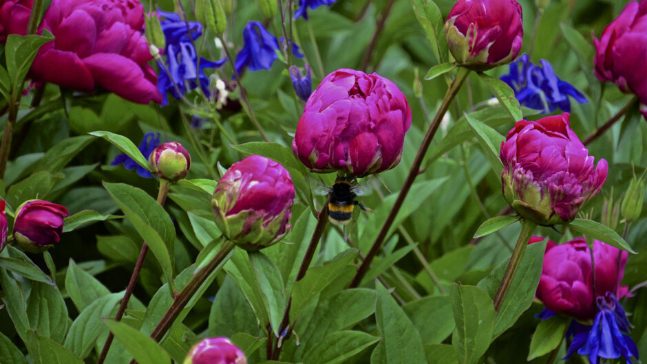Celebrated public and private gardens in bloom