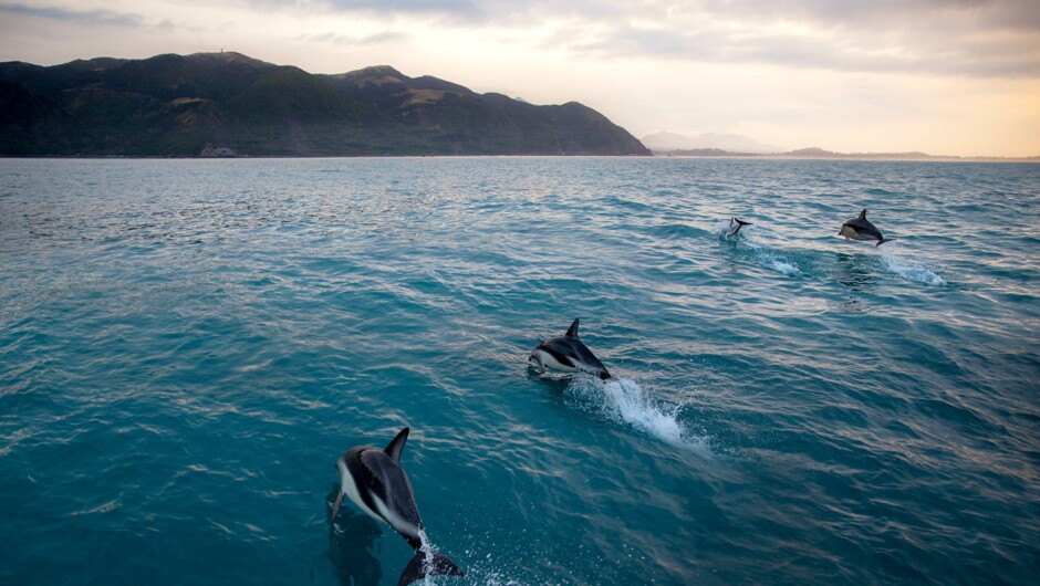 Swim with wild dusky dolphins at Kaikōura