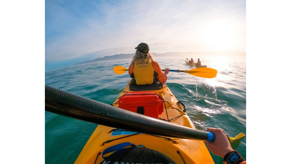 Guided sea kayaking along the Kaikōura coast