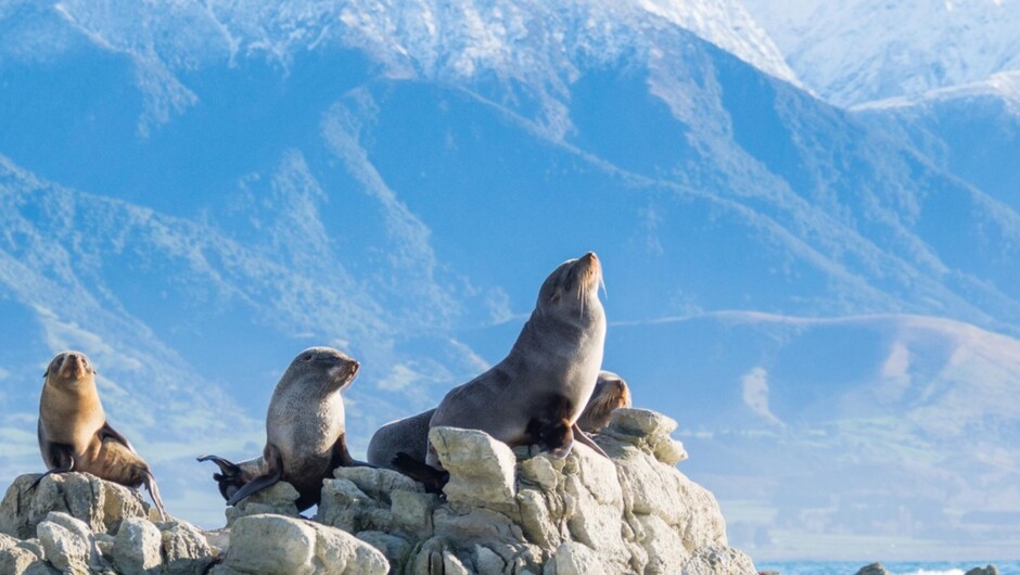 Where the Southern Alps rise straight from the sea