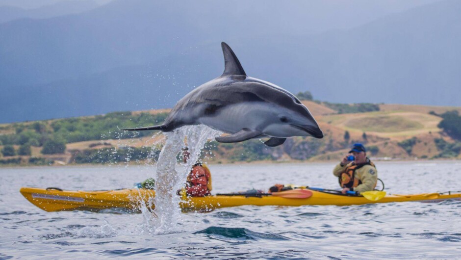 Wildlife encounters from water level at Kaikōura