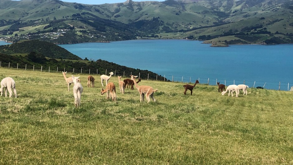 Meet the alpacas high above Akaroa Harbour