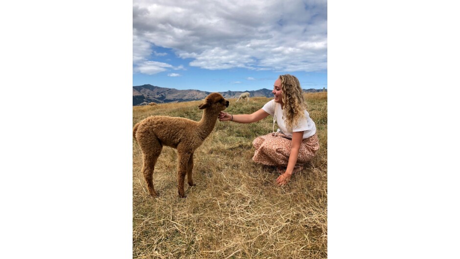 Hands-on alpaca farm visit, private tour