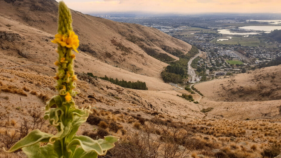 Christchurch city spread below the Port Hills ridgeline