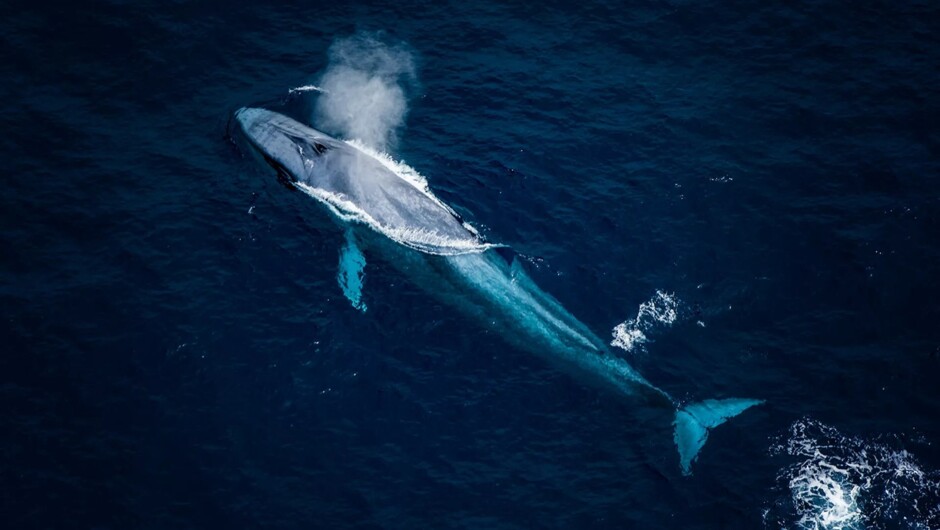 A sperm whale seen from the air off Kaikōura