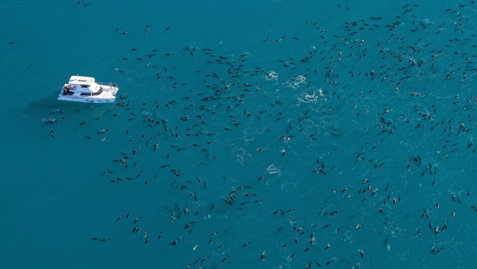 A pod of dusky dolphins alongside the boat at Kaikōura