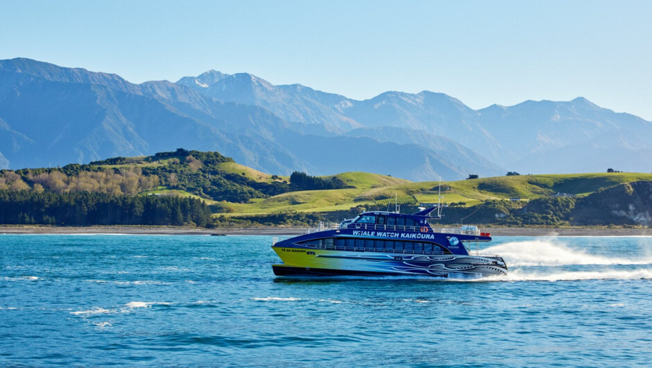 A sperm whale off Kaikōura, where the Southern Alps meet the Pacific