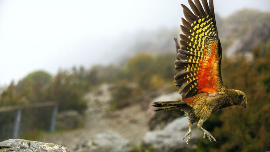 A cheeky kea, the alpine parrot of the West Coast