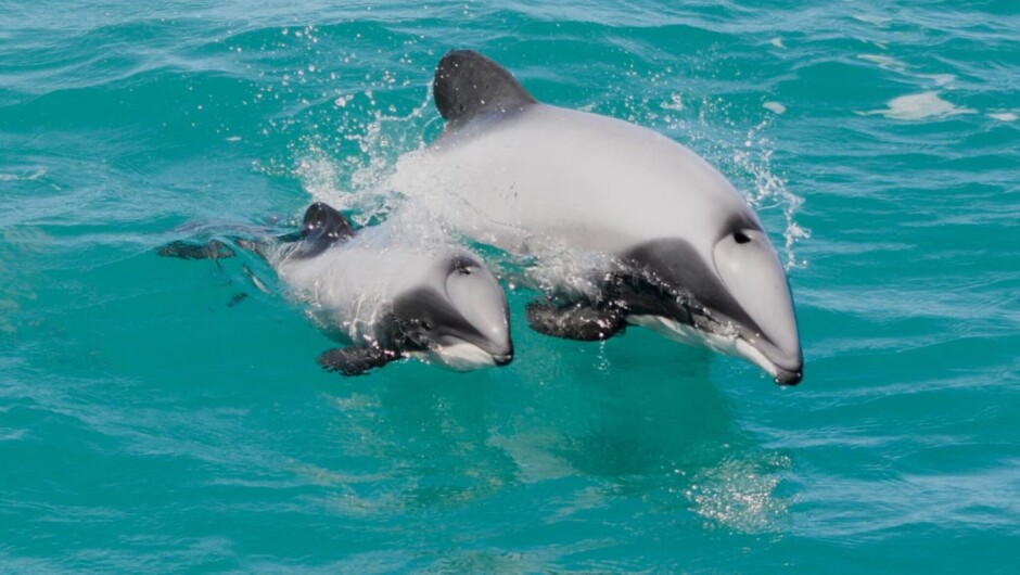 Hector's dolphins in Akaroa Harbour
