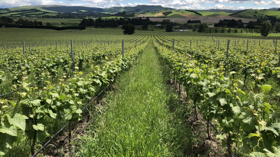 Waipara Vineyards