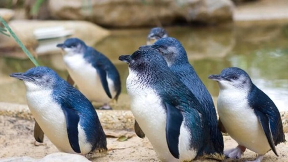 Motuihe Island Wildlife Experience