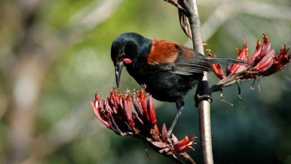 Motuihe Island Wildlife Experience