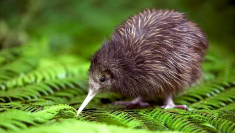 Motuihe Island Wildlife Experience
