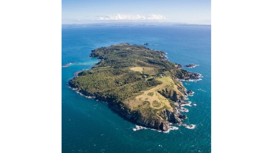 Tiritiri Matangi Island