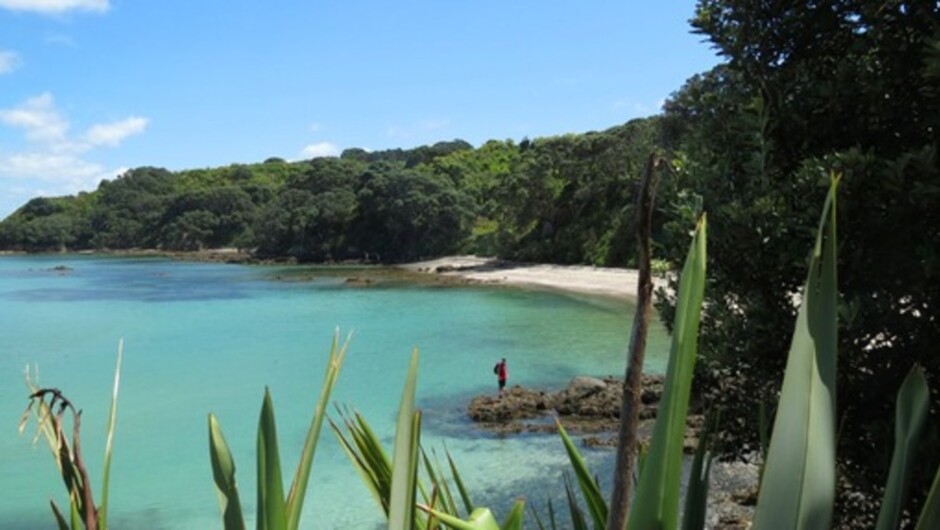 Tiritiri Matangi Island