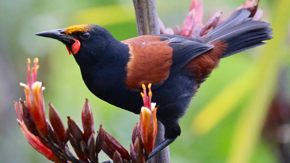 Tiritiri Matangi Island