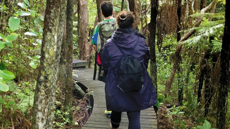Tiritiri Matangi Island