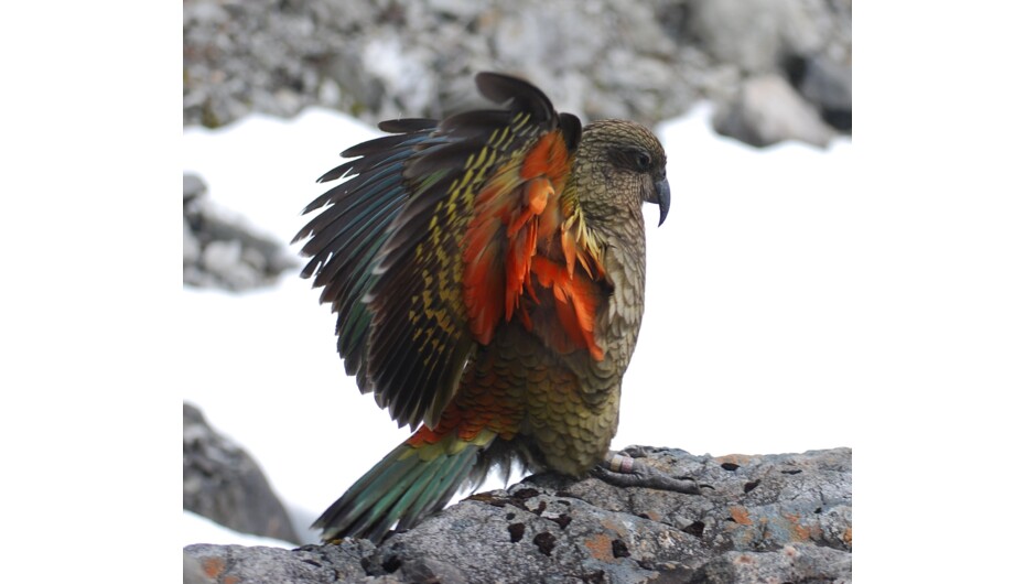 A cheeky kea, the alpine parrot of Arthur's Pass
