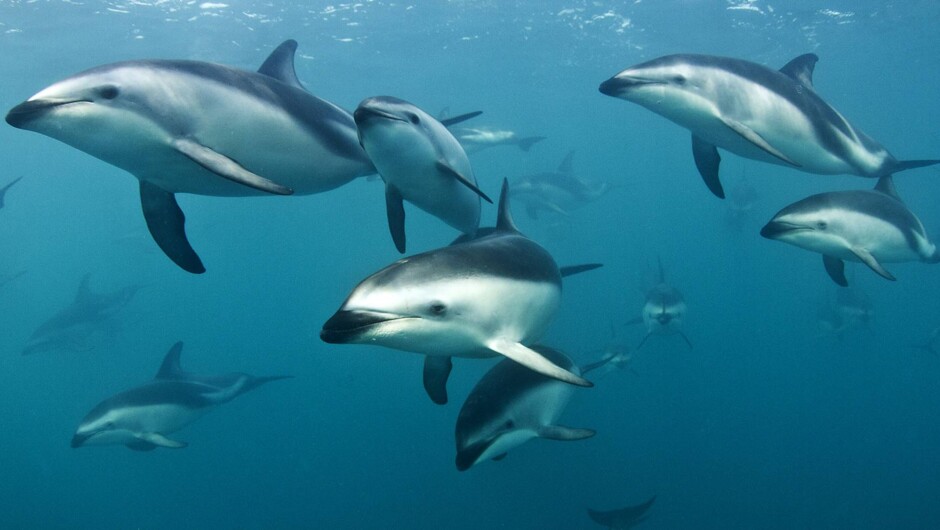 Dusky dolphins, often seen in their hundreds at Kaikōura