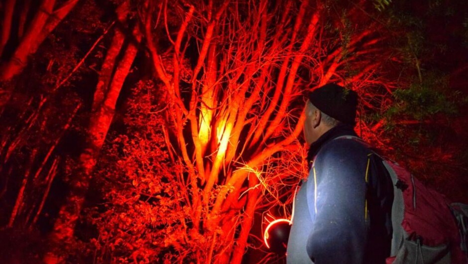 Twilight Kiwi Bird Encounter