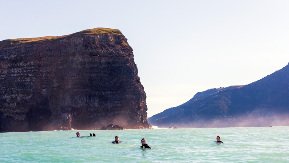 Swim with rare Hector's dolphins in Akaroa Harbour