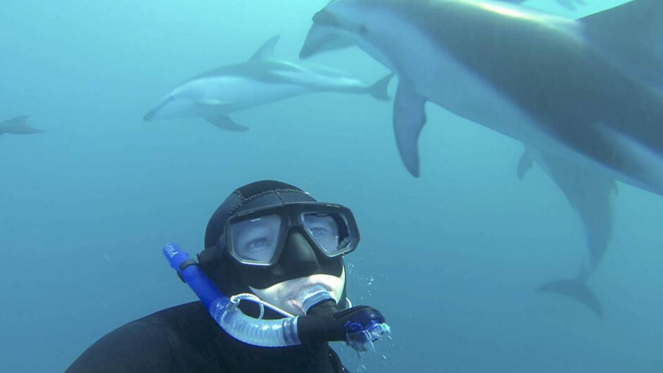 Swimming with dusky dolphins in Kaikōura