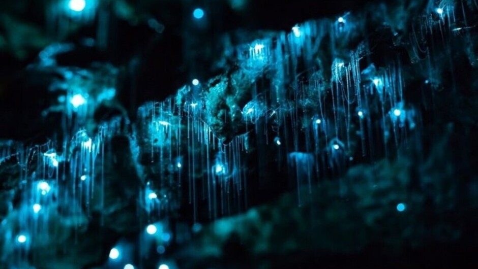 Waitomo Caves