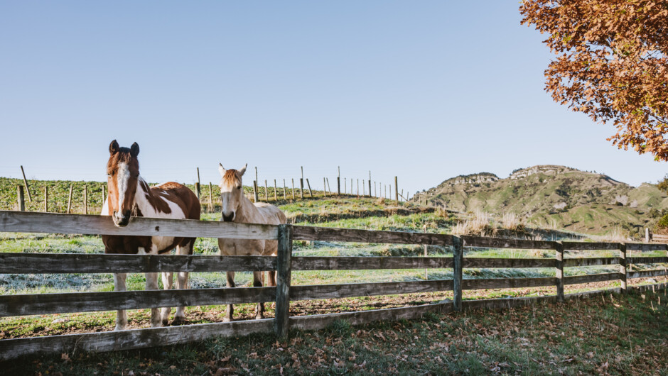Horses waiting for the days activities.