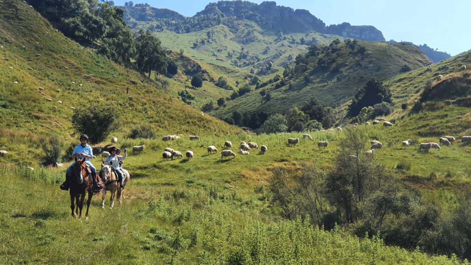 Riding through hill country with the Ruahine Range in the background.