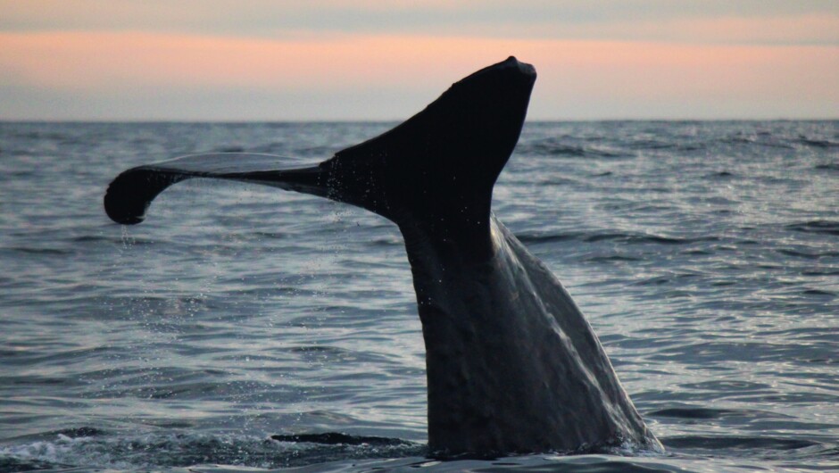 Sperm Whale named Koru