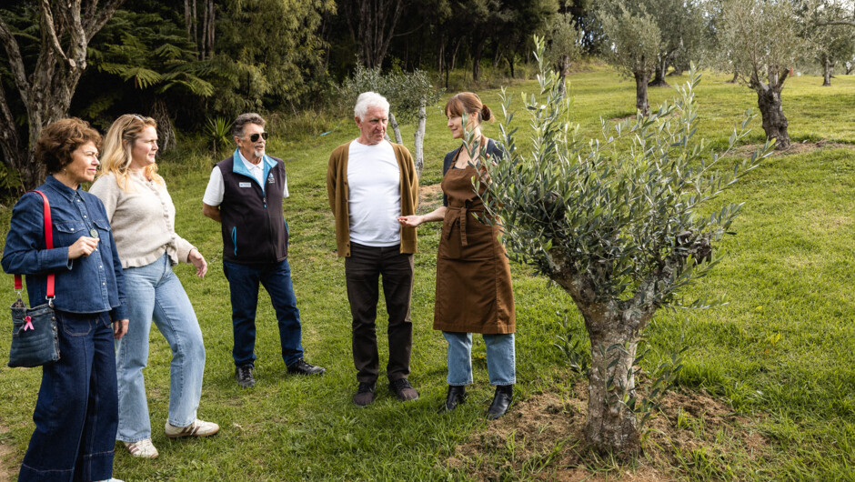 All Press - out in the olive grove