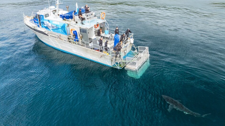 Shark Cage Dive Tour 2025  -Vessel Southern Isle