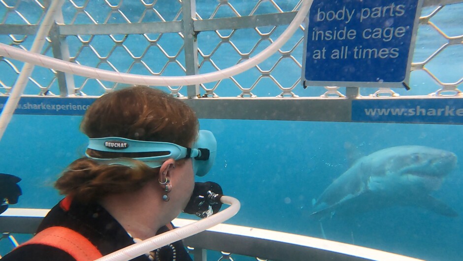 Dive Lead Jordan greeting the first Great White Shark of the day